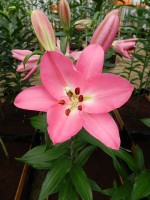 [4338 Saloniki VZ No02.JPG]